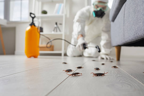 Commercial Kitchen Cockroach Control in Cave Creek